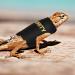 Shop Bartagame Leash & Dishes for Reptiles - Adjustable Linen Leash & Accessories for Amphibians Chameleons & Small Pets - Perfect for Outdoor Security & Walks - Buy Online on SooperMarket.com