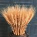 25pcs Colorful Natural Dried Flowers Bouquet Wheat Plants Bunches New Year Craft Wedding Chrismas Decor Decoration Beige 25pcs - Buy Online on SooperMarket.com