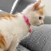 Joytale Reflective Breakaway Cat Collars with Bell - 2 Pack Kitten Pink | Adjustable Sizes 6-9 & 9-13 for Boy and Girl Cats - Buy Online on SooperMarket.com