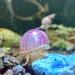 Snail-Licious Calcium-Rich Sinking Wafers for Snails and Freshwater Invertebrates 100% Natural Canadian Made - Buy Online on SooperMarket.com