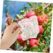 OFFSCH Apples Growth Mold 2pcs Square Apple Molds Fruit Growth Shaping Accessories Fruit Mold Fruit Shaper Melon Stereotypes - Buy Online on SooperMarket.com