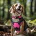 Joytale Reflective Dog Collar for Small Dogs - Hotpink S | Durable Stylish & Safe - Buy Online on SooperMarket.com