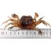 3Pcs 3D Simulation Crab Soft Lures with Sharp Double Hooks for Sea Fishing - Style3 - Buy Online on SooperMarket.com