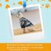 4-Piece Weewooday Pet Summer T-Shirts | Hawaiian Floral Print | Breathable & Cool | Small Size - Buy Online on SooperMarket.com