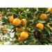 L'Occitane Citrus Verbena Shower Gel 8.4 Fl. Oz. - Refreshing Citrus Scent | Gentle Cleansing Formula - Buy Online on SooperMarket.com
