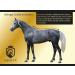 Equilyx Sweat Ceiling Horse Blanket | Perfect Fit Fleece | Moisture Absorbing Breathable Warming Transport Blanket (Black 145) - Buy Online on SooperMarket.com