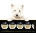 CESAR Wholesome Bowls Wet Dog Food Chicken Carrots Barley & Green Beans 85g Pack of 10 Chicken Carrots & Green Beans 85 g (Pack of 10) - Buy Online on SooperMarket.com