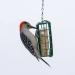 C&S Wild Bird Double Suet Basket  2.7" D x 5.3" W x 5.2" H - Buy Online on SooperMarket.com