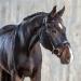 Sunride English combined bridle berlin with reins made of soft real leather with clip closure adjustable and anatomical (pony black) pony black