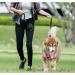 FuninCrea Dog Treat Pouch Bag with Poop Bag Dispenser - Oxford Cloth Training Bag for Walking & Travel (Black) - Buy Online on SooperMarket.com