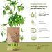 Organic Nettle Leaf Tea - Wild Stinging Nettle Herb for Detox and Allergy Relief - Buy Online on SooperMarket.com