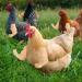 FUAMEY Muscle Chicken Arms Toys for Chickens to Wear  Funny Costume Fist Fighting Arms Toy for Pet Prank Themed Party  Artificial Arms Decorations Costume Cosplay for Chickens Rooster Hens Upgraded version - Buy Online on SooperMarket.com