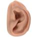 3B Scientific N15/1R SKIN Like Silicone Right Acupuncture Ear Model 3.7-Inchx2.4-Inchx1.6-Inch