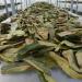 4 x 100g Soursop - New harvest- without pesticides- all natural- directly from the manufacturer Graviola.de - Buy Online on SooperMarket.com