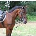 Buy Kerbl Triangular Reins WB/Full Black | Premium Quality International Shipping | Enhance Your Riding Experience - Buy Online on SooperMarket.com