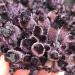 Hot Day Crystal Cluster Coffee Amethyst Processing from The Crystal Cluster FZUGEDRLI - Buy Online on SooperMarket.com