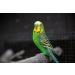 2 x 100g Packs Vitakraft Millet Spray For Birds - Buy Online on SooperMarket.com