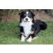 Buy Nordicvital 2.5kg Vegetable Mix - Premium Natural Dog Supplement & Rodent Feed | 100% Natural BARF Vegetables - Buy Online on SooperMarket.com