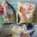 6-Piece Jerkbait Kit for Bass Fishing - 110mm Minnow Lure, Suspending Jerk Baits Fishing Lures - Buy Online on SooperMarket.com