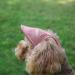 BT BEAR Hunde tz Baseball Cap with Ear Holes for Small & Medium Dogs | Adjustable Summer Outdoor Gear in Batik-Rosa - Buy Online on SooperMarket.com