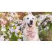Lionet Paws Dog Bandana - Pink Flower Triangular Scarf for Small Medium & Large Dogs | Stylish Headscarf for Pets (Pack of 1) - Buy Online on SooperMarket.com