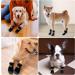 2 Pairs Anti Slip Dog Socks Paws Stop Licking Dog Grip Socks Pet Paw Protector Dog Boots Dog Claw Socks Dog Shoes Dog Slippers with Adjustable Strap for Puppy Dog Indoor Outdoor Hardwood Floor Walking M - Buy Online on SooperMarket.com