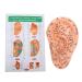 Buy Ear Massage Acupuncture Model | Safe PVC Material for Home Medicine | International Shipping - Buy Online on SooperMarket.com