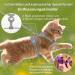Buy Supet Cat Dishes & Line Set for Fleeing Kittens | Premium Cat Crockery - International Shipping Available - Buy Online on SooperMarket.com