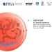 Yikun Professional Disc Golf Driver | Floating Fairway Disc | 150-160g | Orange Shade | Ideal for Outdoor Games and Competitions - Buy Online on SooperMarket.com