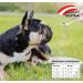 Hemp Powder for Dogs 100g - Natural Calming & Relaxation for Anxiety - 100% Natural Made in Austria - Buy Online on SooperMarket.com