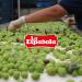 LA ESPA OLA - Extra Virgin Olive Oil Made from 100% Spanish Olives. 5 l Bottle - Buy Online on SooperMarket.com