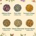 Vahdam Herbal Tea Trial Set | 6 Varieties 60 Tea Bags | Perfect Gift Set for Tea Lovers | International Shipping - Buy Online on SooperMarket.com