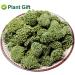 Plant Gift Panax Notoginseng Flower 60G/2.12oz Tienchi Notoginseng Tea Tienchi Ginseng - Buy Online on SooperMarket.com