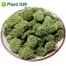 Buy Panax Notoginseng Flower Tea 60G | Premium Tienchi Notoginseng | International Shipping Available - Buy Online on SooperMarket.com