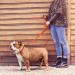 Tagme Reflective Dog Collar & Leash Set - Personalized 1.5m Double-Sided for Large Dogs - Orange (1 Pack) - Buy Online on SooperMarket.com