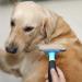 HCE Dog Hair Brush for Grooming | Best Brush for Matted Hair, Shedding & Defurring | Ideal for Large Dogs, Huskies | Blue - Buy Online on SooperMarket.com
