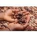 Kamelur 1kg Bio Criollo Cocoa Beans - Raw Vegan Organic | Additive-Free & Biodegradable Packaging - Buy Online on SooperMarket.com