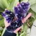 Home Decor Natural Dream Amethyst Quartz Crystal Cluster Specimen Gifts Natural Crystal Room Decoration FUZEGRDLI (Color : 90-100g Size : 1pc) 1pc 90-100g - Buy Online on SooperMarket.com