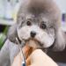 Jiasoval 4-in-1 Dog Grooming Kit with Safety Round Tip - Professional Scissors Set for Dogs & Cats - Includes Steel Comb and Leather Pouch - Buy Online on SooperMarket.com