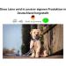 Double Dog Leash for Medium Dogs (Up to 45kg) - 2.80m Black Training Leash | 39 Color Options Available - Buy Online on SooperMarket.com