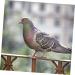 Kisangel 300 Pcs Pigeon Anklet Tag Where Pigeon Identification Ring Pigeons Leg Ring Baby Chicken 1.3X1.3CMx3pcs Greenx3pcs - Buy Online on SooperMarket.com
