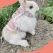 Adjustable Rabbit Leash Set - 2 Breathable Harnesses for Rabbits Hamsters & Cats - Soft & Comfortable - Available in Pink & Gray - Buy Online on SooperMarket.com