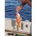 Deep Drop Fishing Rig with 5 Demon Circle 6/0 Hooks and Glow Sleeve - Snapper Rig - Buy Online on SooperMarket.com