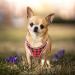 Adjustable Reflective Dog Harness for Small Dogs - Breathable Anti-Train Plaid Red - Perfect for Walking & Training - Buy Online on SooperMarket.com