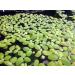 14x Dwarf Water Lettuce - Live Aquarium Floating Plant for Beginner - Buy Online on SooperMarket.com
