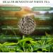 Yan Hou Tang Chinese White Silver Needle Tea Loose Leaf - 100g Natural Premium High Mountain Leaves Antioxidants for Teeth & Skin Health White Tea - Buy Online on SooperMarket.com