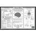 Human Body Educational Placemat for Kids - Washable & Double-Sided - Made in USA - Buy Online on SooperMarket.com