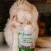 Shameless Pets Catnip N' Chill Crunchy Cat Treats Chicken/Catnip - 71 g Cat Treats - Buy Online on SooperMarket.com