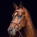 HORZE Sion Padded Leather Horse Snaffle Bridle with Flash Noseband and Rubberized Reins - Brown Horse - Buy Online on SooperMarket.com
