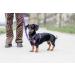 CHABA Adjustable Dog Harness for Medium Dogs - Anti-Pull Comfortable Lightweight Step-In Design Perfect for Running - Available in Violet - Buy Online on SooperMarket.com